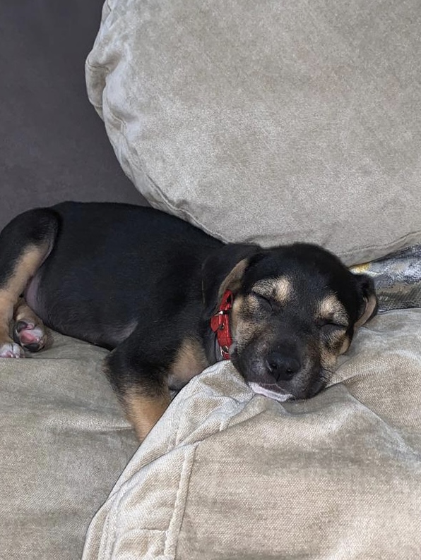 Amidala/ Febrero 2020