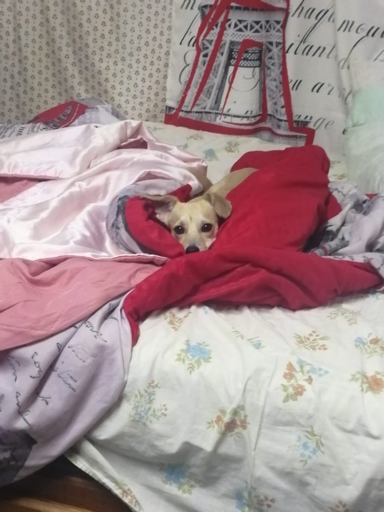 NIKOLA/ Diciembre 2019