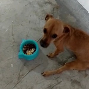 INVITALE LA COMIDA A UN RESCATADO SIN HOGAR
